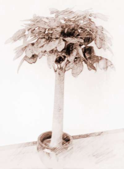 家中摆放哪些植物可以旺财？植物类型介绍