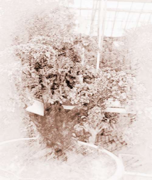 常见的旺财植物正确摆放技巧介绍