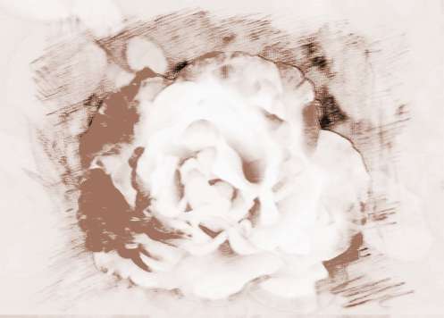 盆栽月季花怎么养