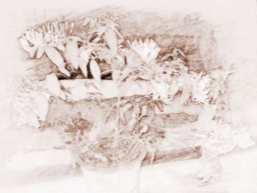 金银花盆栽的制作与养护
