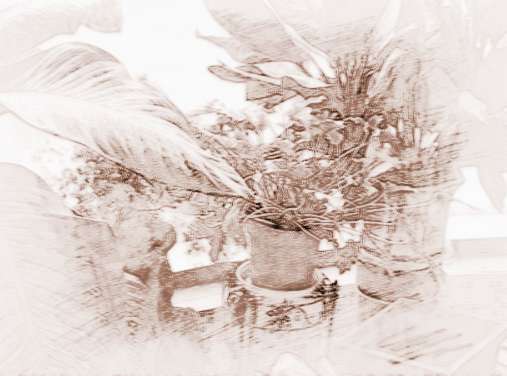 常见植物盆栽名称大全集