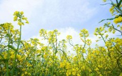 八字七杀成贵格与正财格喜用神怎么选取？