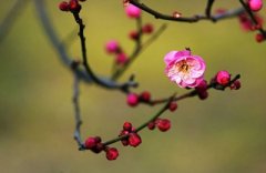 从日柱可以看出一个人的桃花吗？