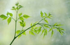 癸巳年是哪一年五行属什么，癸巳年出生的蛇命