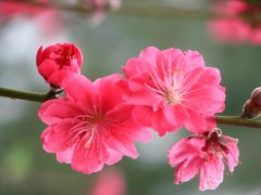 什么是桃花位 2019年桃花位怎么判定