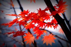 己丑年是哪几年？己丑年出生的人命怎么样？