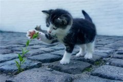 梦见小猫一起玩