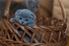 梦见很多猫是什么意思？有什么影响？
