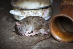 梦见死老鼠有什么寓意？是否会带来不好的影响