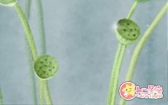 狮子座会为了面子错失感情吗