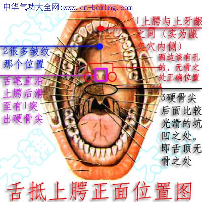 舌抵上颚的正确位置