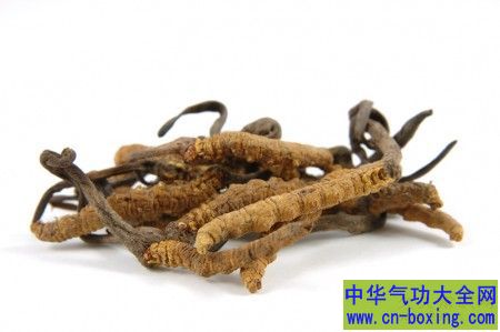 ‘冬虫夏草’：调节免疫机能