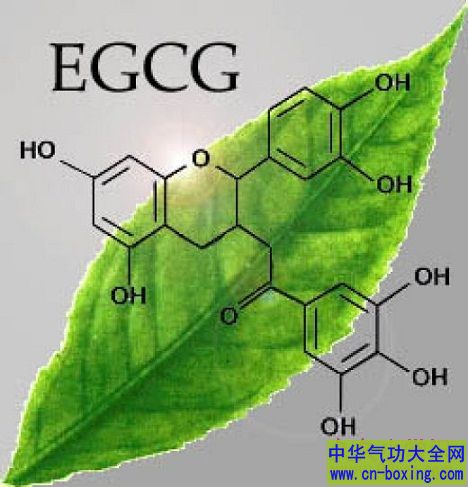 儿茶素EGCG