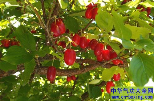 佩戴茱萸：治寒驱毒