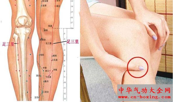 足三里穴：疏肝保健的养生大穴