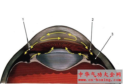 留住体内“润滑油” 可长寿防衰老