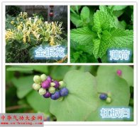 自家阳台种养眼又养生的草药应对小病小痛