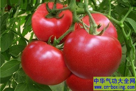 夏天到了胃口不好？可以试试这些食物