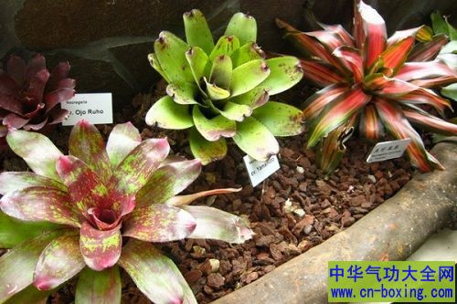 五种植物 净化室内空气效果一级棒