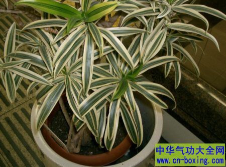 龙血树
