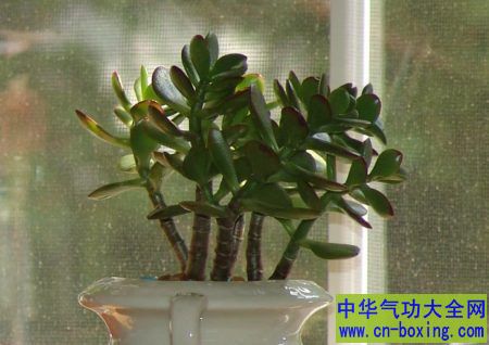 翡翠木