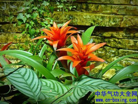 凤梨科植物