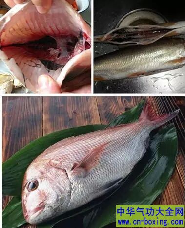 鱼“黑衣”