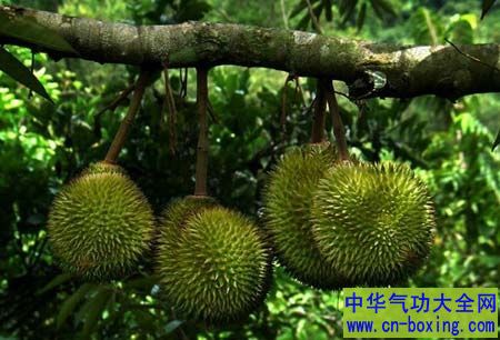 这类人吃榴莲会爆血管 榴莲不能和什么食物一起吃