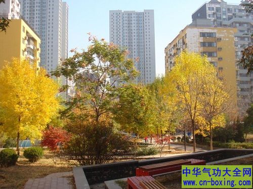 种落叶树