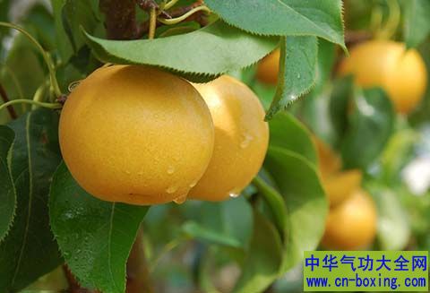 冬天吃什么水果好? 一种水果去除一年毒素