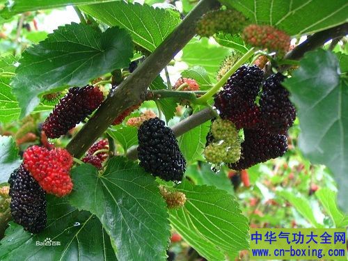 柳枝、桑枝、槐枝