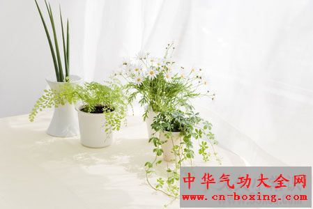  绿色植物