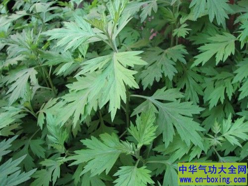 艾草叶