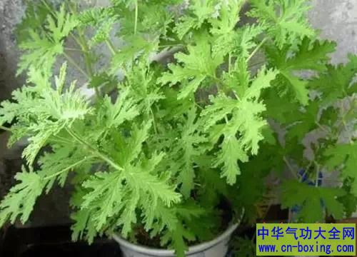 教你几招，蚊子一个夏天都不敢进你的房间