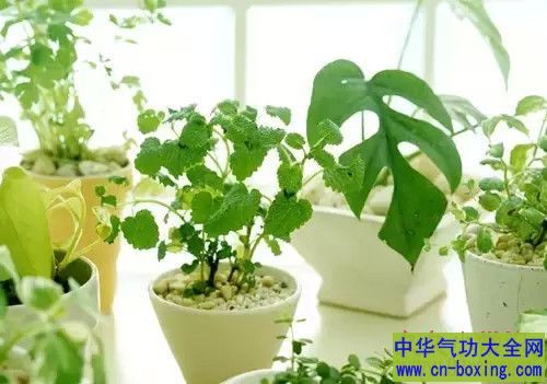 教你几招，蚊子一个夏天都不敢进你的房间