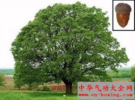 橡树