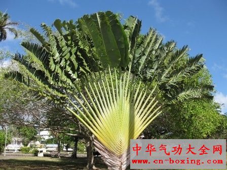 旅人蕉
