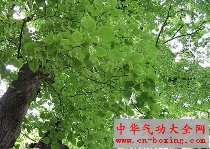 椴树
