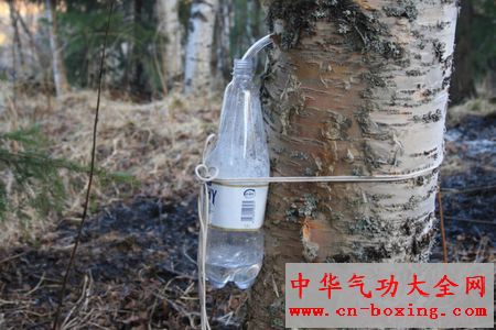 白桦