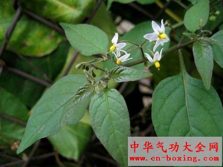 少花龙葵