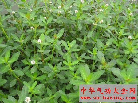 空心莲子草