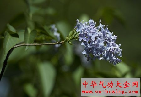 会与人“争气”的植物 居家不要养