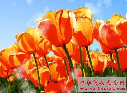 会与人“争气”的植物 居家不要养