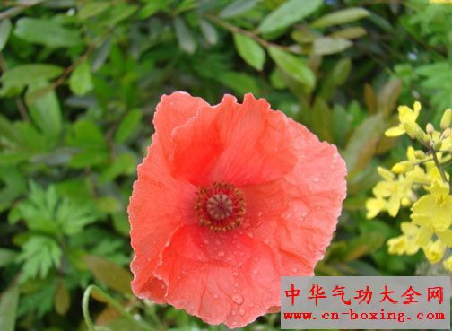 会与人“争气”的植物 居家不要养