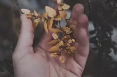 财运好的人手相如何看？