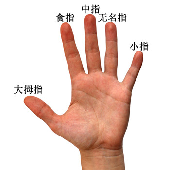 手指看你的一生运势起伏