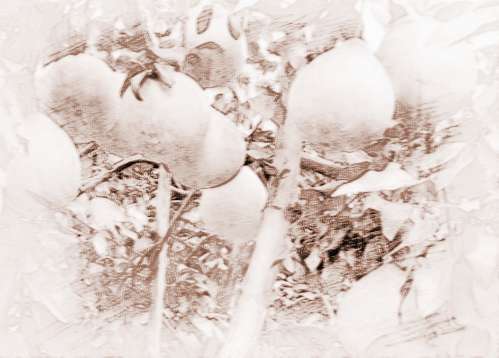 柚子树盆栽怎么栽培与管理