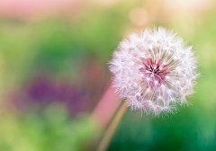 丙辰时出生的人命怎么样？哪些日子有丙辰时？