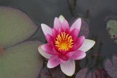 大驿土和天河水配吗，大驿土和天河水婚姻如何