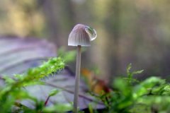 己酉日与丙戌日配吗，己酉日柱与丙戌日柱是否